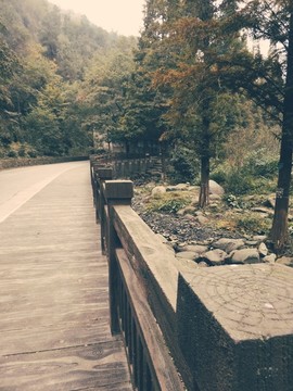 樹