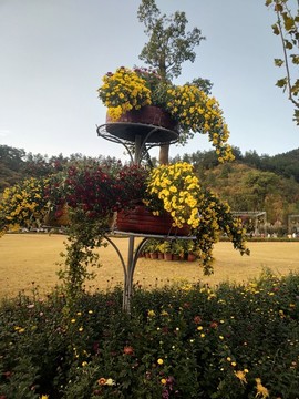 菊花