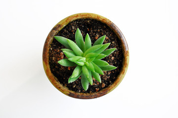 多肉植物