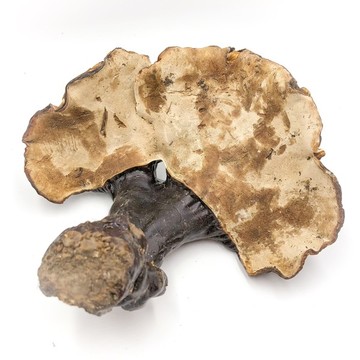 長白山靈芝