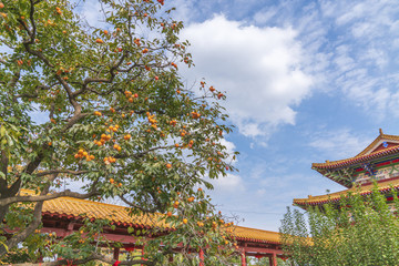 柿子樹