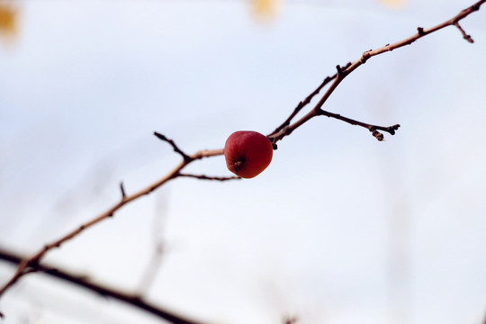 紅葉海棠果