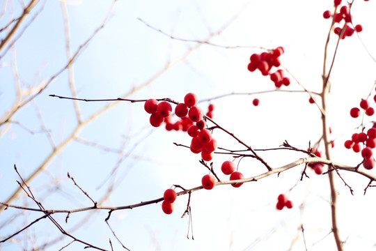 紅葉海棠果