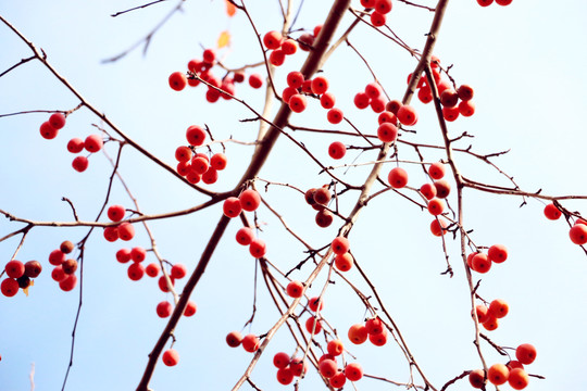 紅葉海棠果