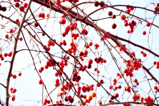紅葉海棠果