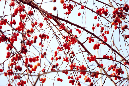 紅葉海棠果
