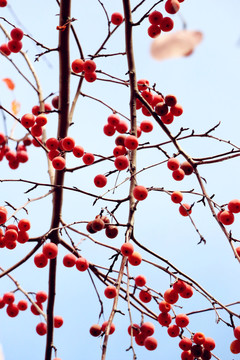 紅葉海棠果