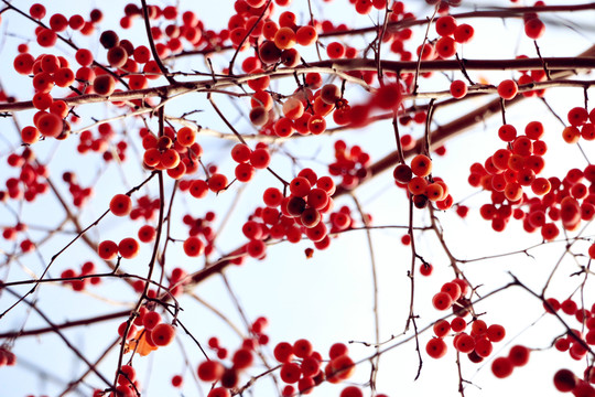 紅葉海棠果
