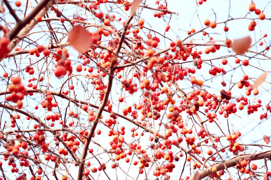 紅葉海棠果