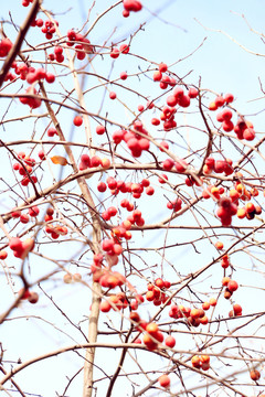 紅葉海棠果