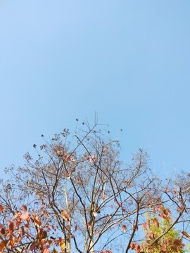 樹與天空