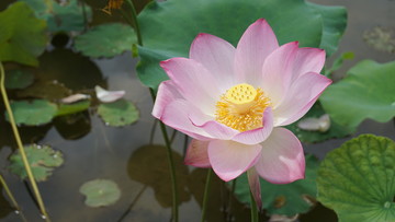 荷花