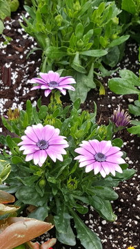 藍目菊