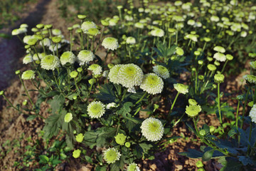 菊花園