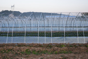 蔬菜大棚