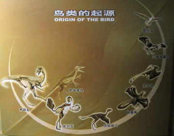 鳥類的起源