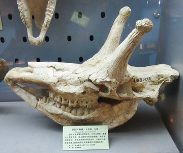 舒氏河南獸