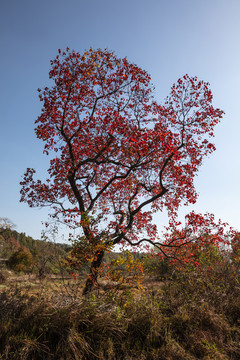 紅葉烏桕樹