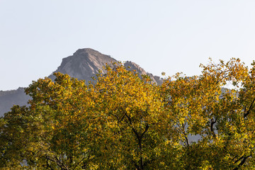 烏桕樹秋景