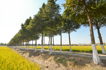 稻田林蔭道