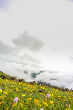 草原上的花叢