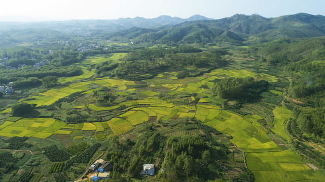 稻田航拍
