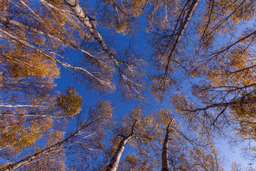 紅葉秋色白樺樹林自然景觀仰視