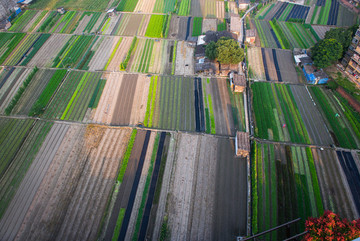 農(nóng)民菜地