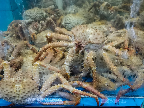 帝王蟹