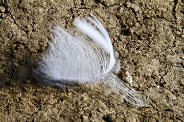 羽絨