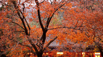 紅楓葉