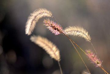 花草