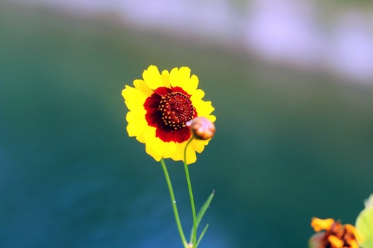 金雞菊