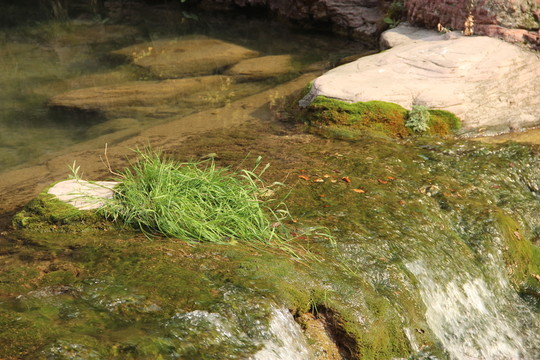 水草