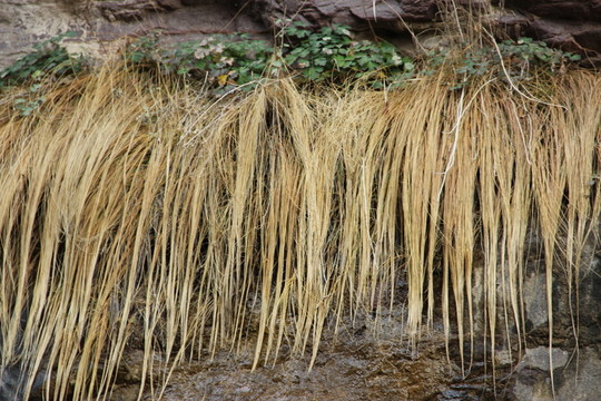 干草