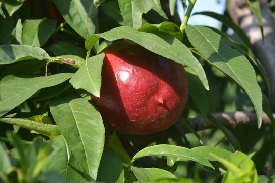 山西油桃