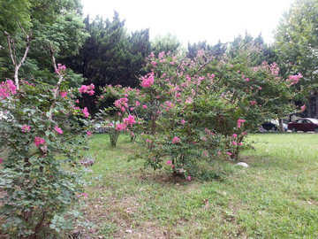 開花了