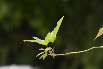 樹枝特寫