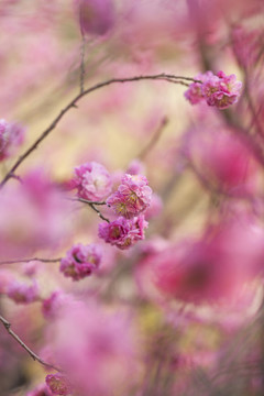春天桃花特寫(xiě)