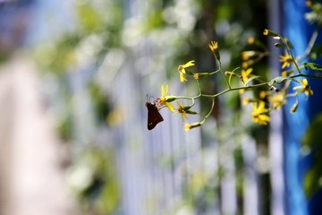 秋菊與蝴蝶