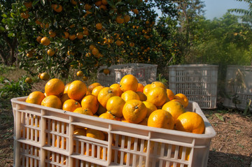 宜昌蜜桔