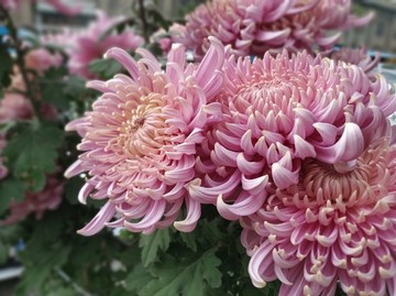 菊花