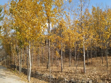 小樹林