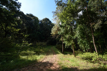 林間的山路