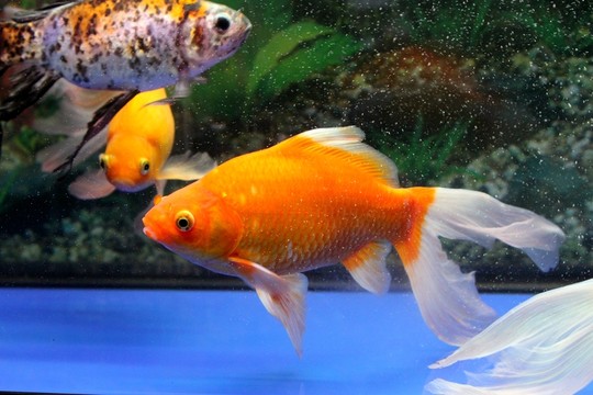 金魚