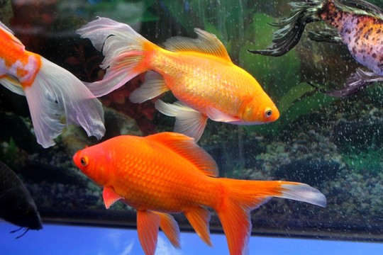 金魚