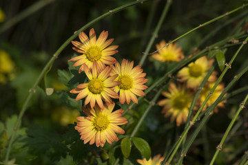 秋菊