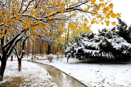 雪景