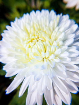 菊花