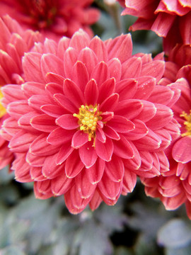 菊花